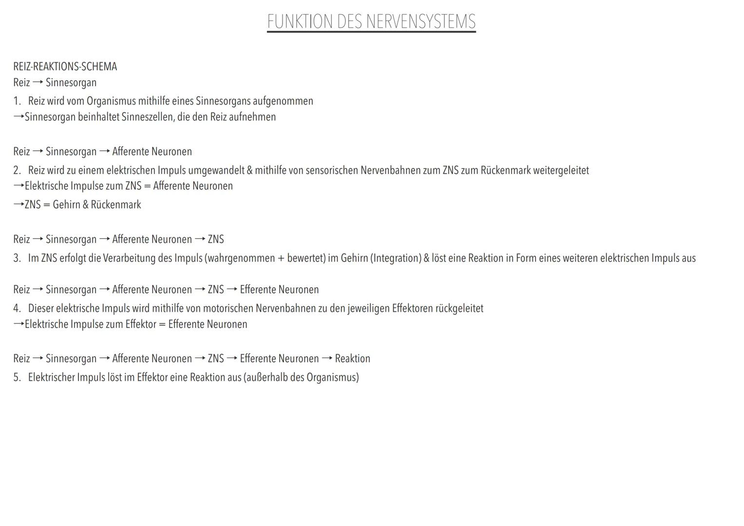 GRUNDLAGEN DER INFORMATIONSVERARBEITUNG BAU & FUNKTIONEN VON NERVENZELLEN: BAU EINER NERVENZELLE
NERVENZELLE DEFINITION
Nervenzellen sind f