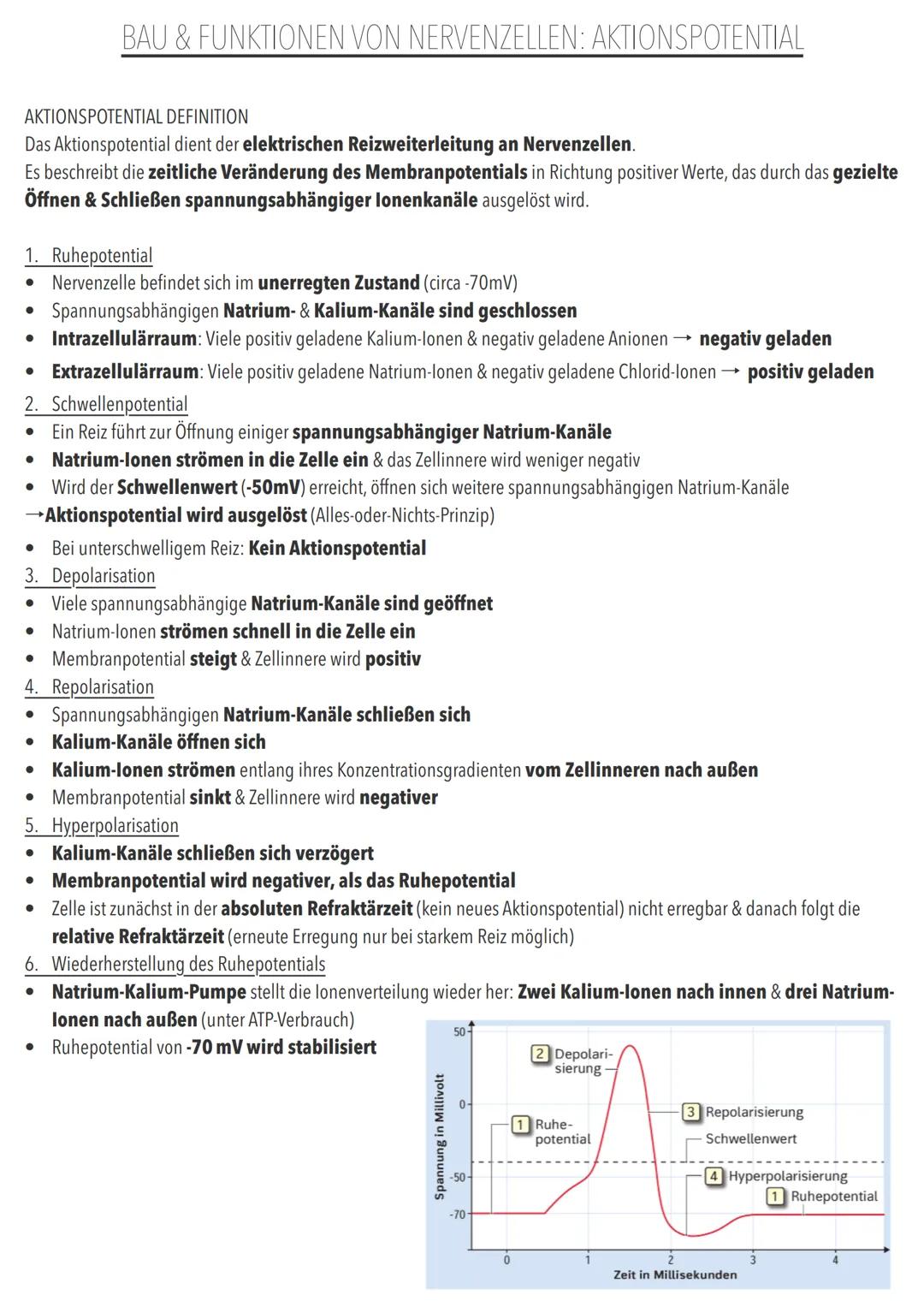 GRUNDLAGEN DER INFORMATIONSVERARBEITUNG BAU & FUNKTIONEN VON NERVENZELLEN: BAU EINER NERVENZELLE
NERVENZELLE DEFINITION
Nervenzellen sind f