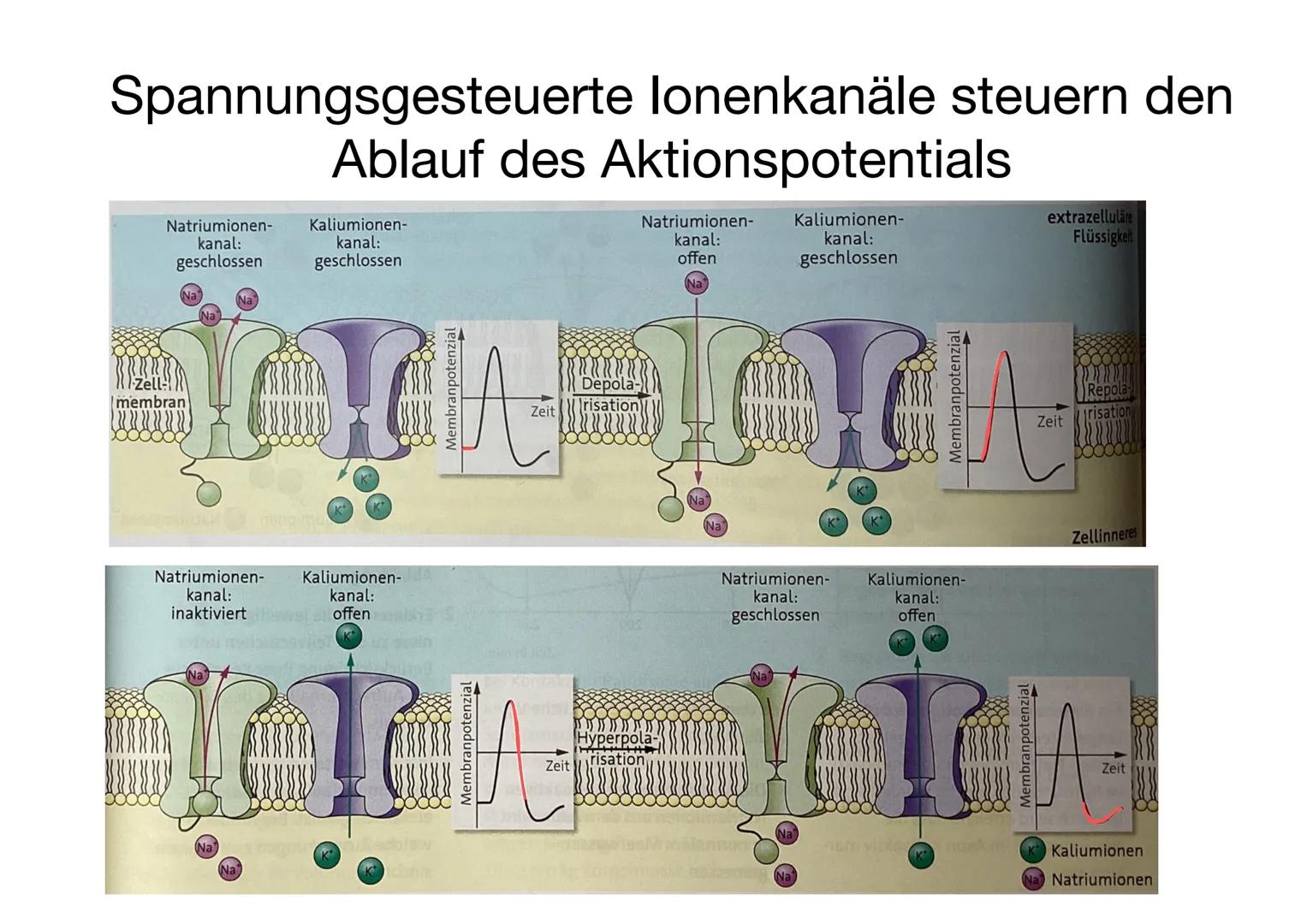 GRUNDLAGEN DER INFORMATIONSVERARBEITUNG BAU & FUNKTIONEN VON NERVENZELLEN: BAU EINER NERVENZELLE
NERVENZELLE DEFINITION
Nervenzellen sind f