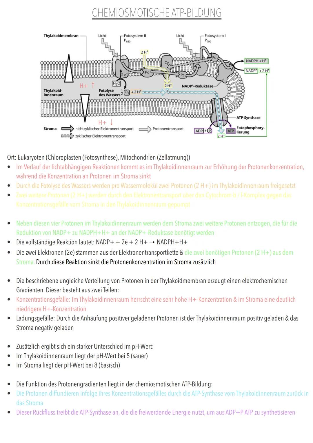 2.6 Überblick Stoffwechselwege
Verdauungstrakt
Blut
0000000
Proteine
Kohlenhydrate
Aminosäuren
Glucose
Glycerinmolekül
Fette
Fettsäuren-
mo