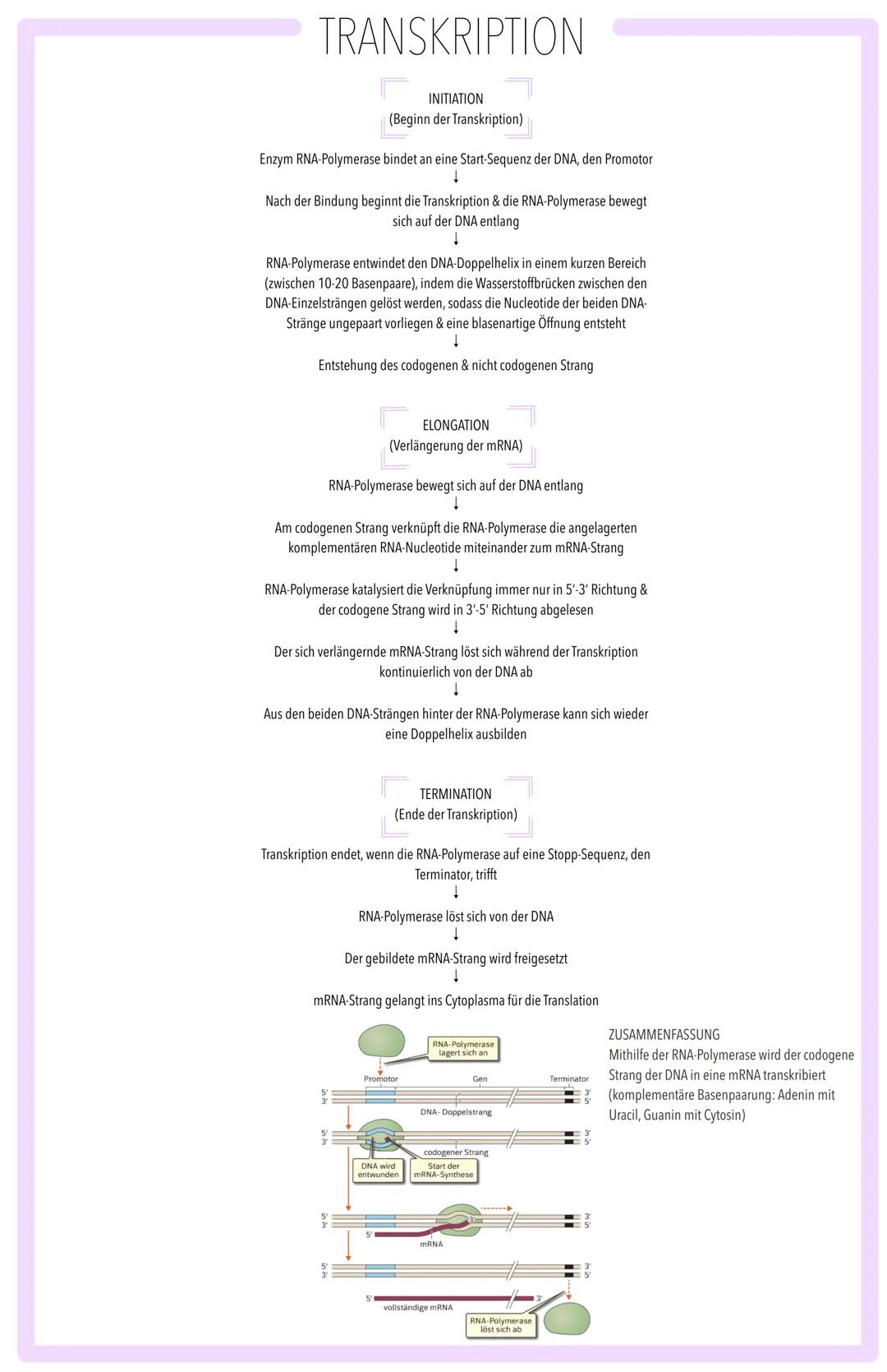 MOLEKULARGENETISCHE GRUNDLAGEN DES LEBENS SPEICHERUNG & REALISIERUNG GENETISCHER INFORMATION:
BAU DER DNA, SEMIKONSERVATIVE REPLIKATION, TR