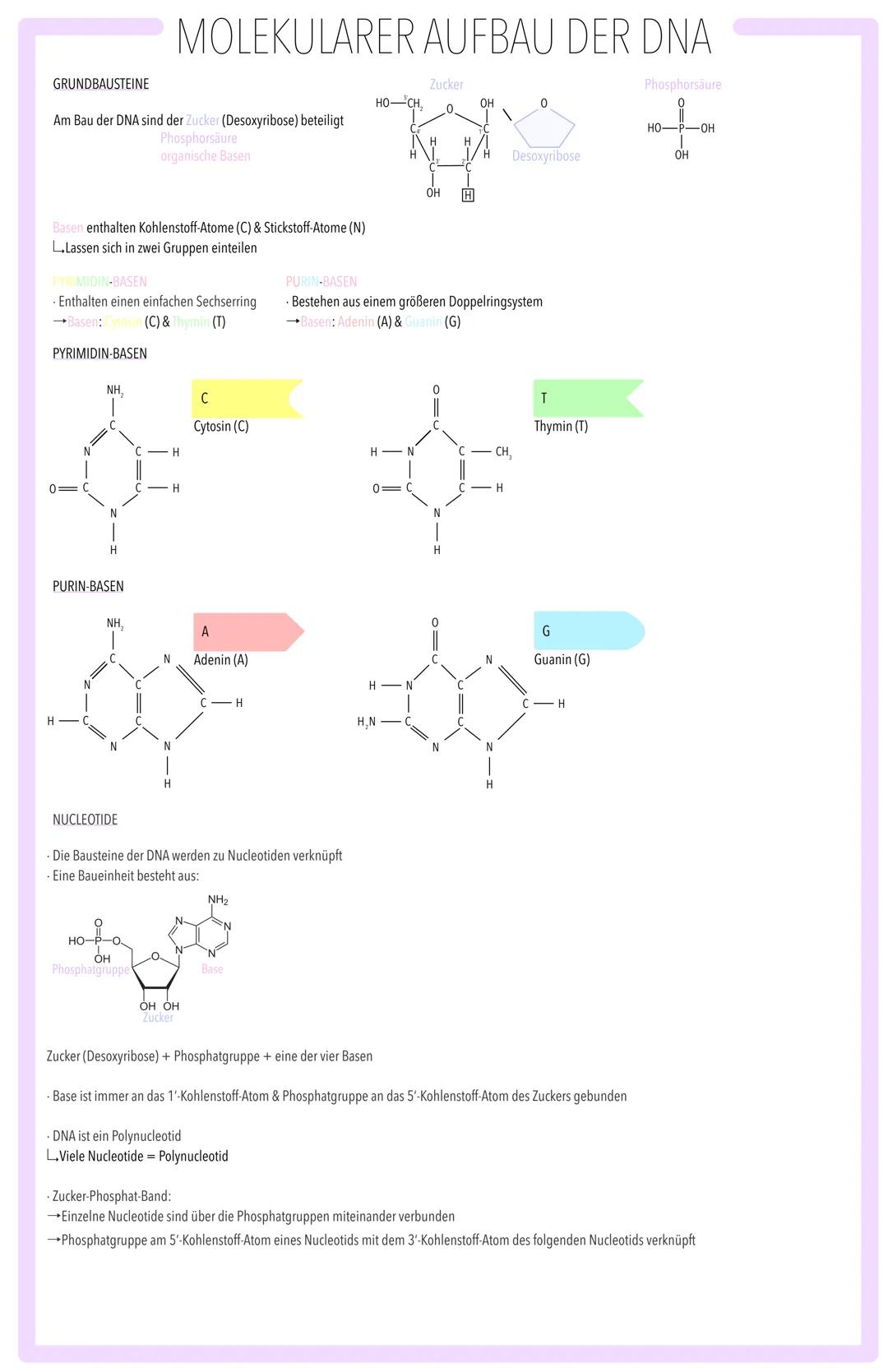 MOLEKULARGENETISCHE GRUNDLAGEN DES LEBENS SPEICHERUNG & REALISIERUNG GENETISCHER INFORMATION:
BAU DER DNA, SEMIKONSERVATIVE REPLIKATION, TR
