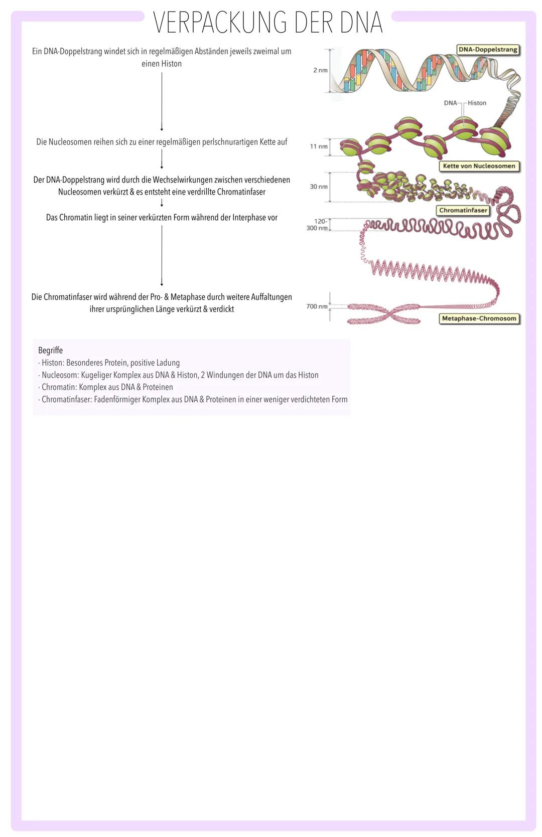 MOLEKULARGENETISCHE GRUNDLAGEN DES LEBENS SPEICHERUNG & REALISIERUNG GENETISCHER INFORMATION:
BAU DER DNA, SEMIKONSERVATIVE REPLIKATION, TR