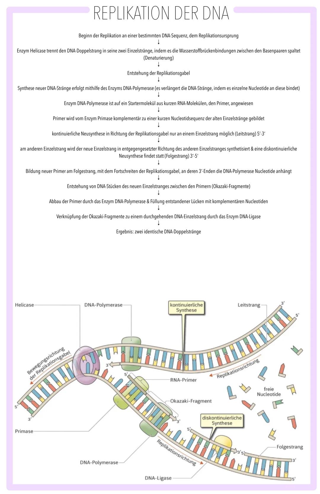 MOLEKULARGENETISCHE GRUNDLAGEN DES LEBENS SPEICHERUNG & REALISIERUNG GENETISCHER INFORMATION:
BAU DER DNA, SEMIKONSERVATIVE REPLIKATION, TR