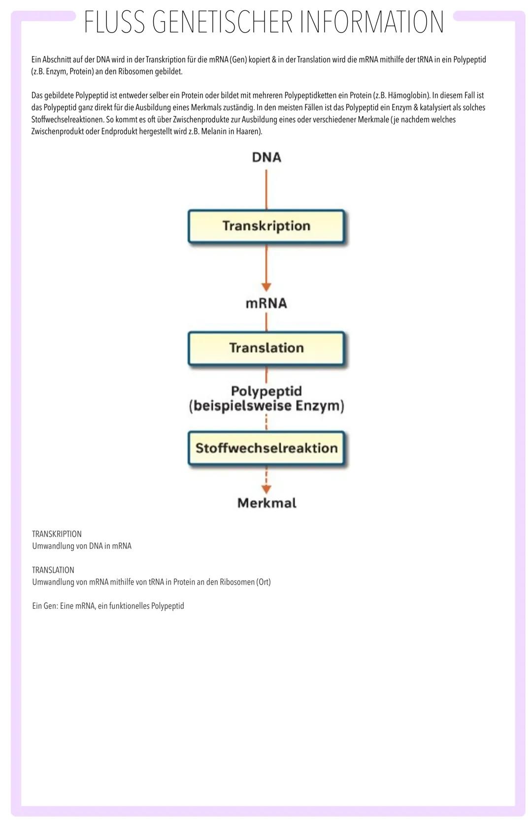 MOLEKULARGENETISCHE GRUNDLAGEN DES LEBENS SPEICHERUNG & REALISIERUNG GENETISCHER INFORMATION:
BAU DER DNA, SEMIKONSERVATIVE REPLIKATION, TR