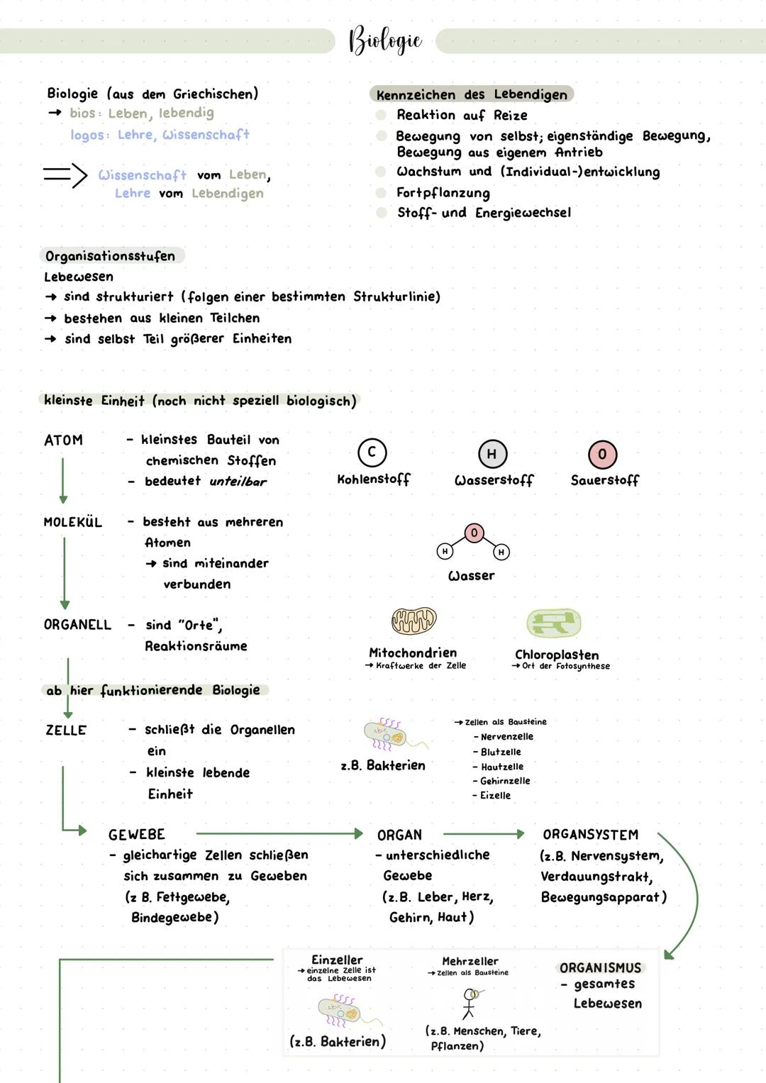 Grundlagen Biologie (Organisationsstufen)