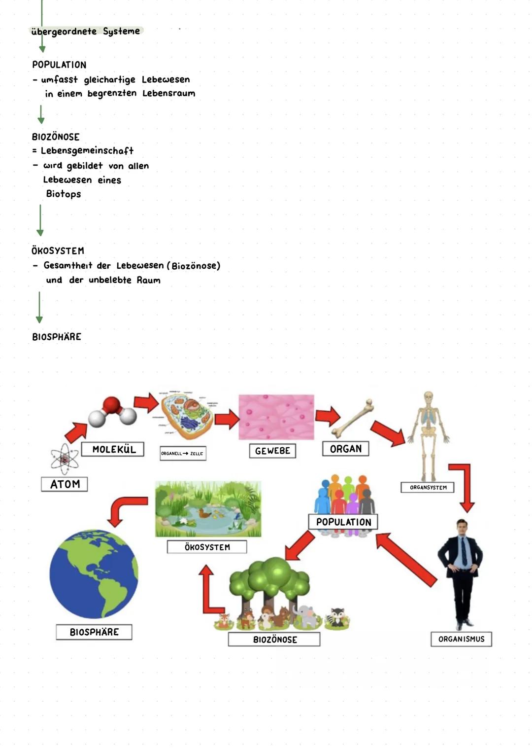 --- OCR Start ---
Biologie (aus dem Griechischen)
bios: Leben, lebendig
logos: Lehre, Wissenschaft
Wissenschaft vom Leben,
Lehre vom Lebendi