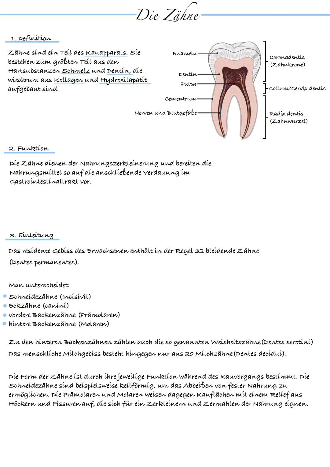 Die Zähne
1. Definition
Zähne sind ein Teil des Kauapparats. Sie
bestehen zum größten Teil aus den
Hartsubstanzen Schmelz und Dentin, die
wi