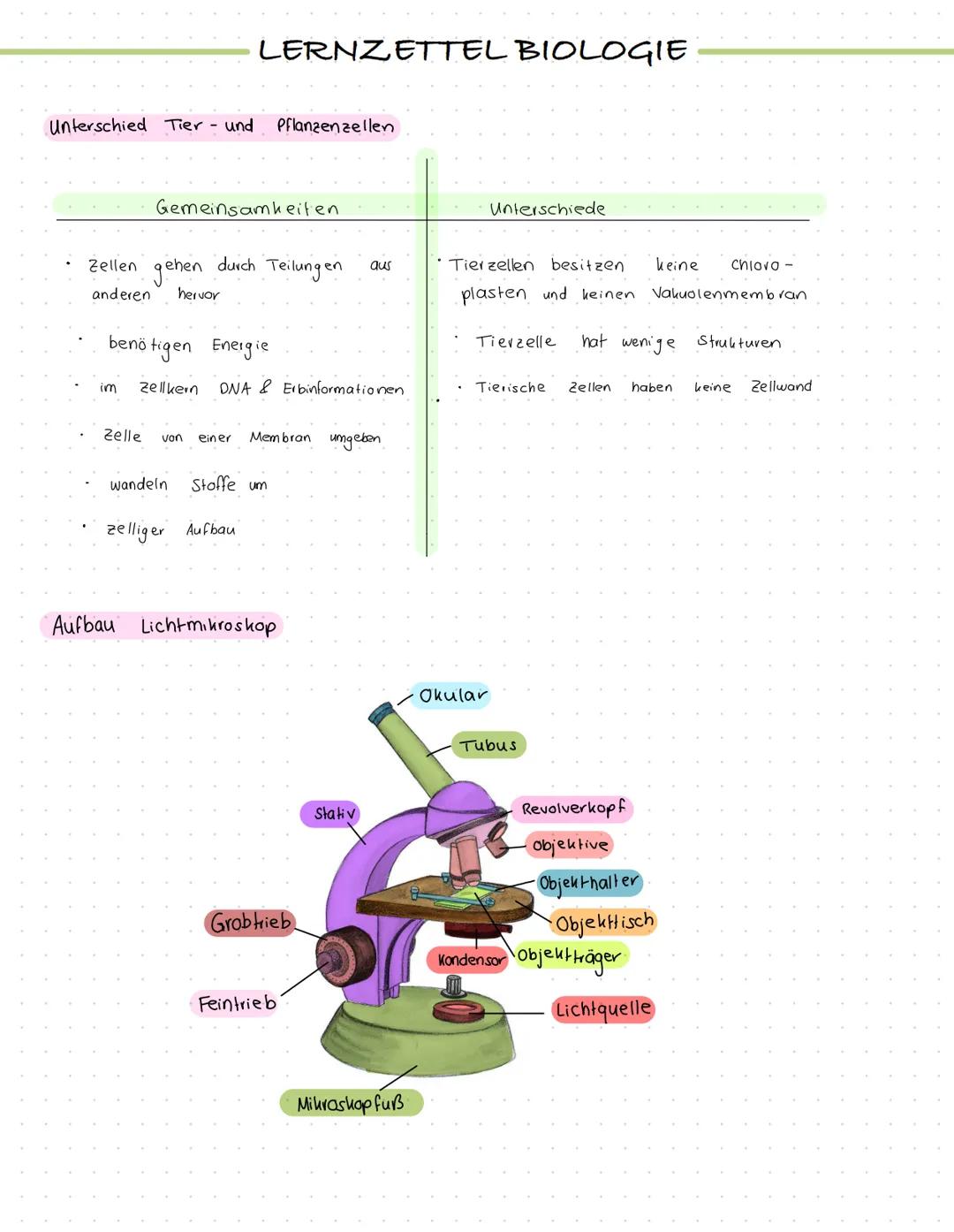 Biologie Klasse 11 Mikroskop, Zellorganellen
