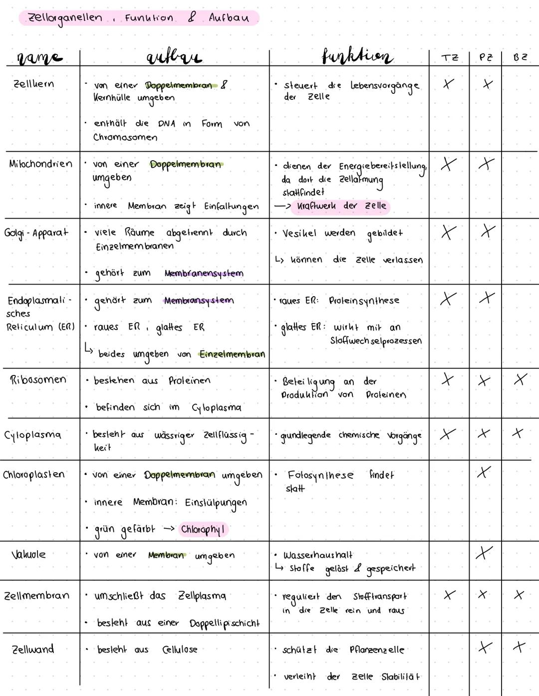 LERNZETTEL BIOLOGIE
Unterschied Tier - und Pflanzenzellen
Gemeinsamkeiten
Unterschiede
• Zellen gehen durch Teilungen aus
anderen hervor
• T