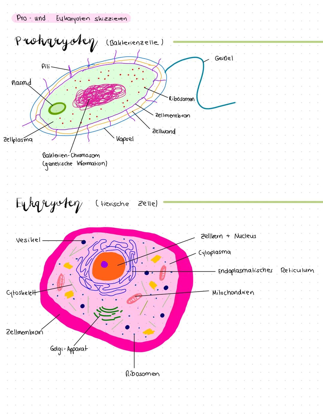 LERNZETTEL BIOLOGIE
Unterschied Tier - und Pflanzenzellen
Gemeinsamkeiten
Unterschiede
• Zellen gehen durch Teilungen aus
anderen hervor
• T