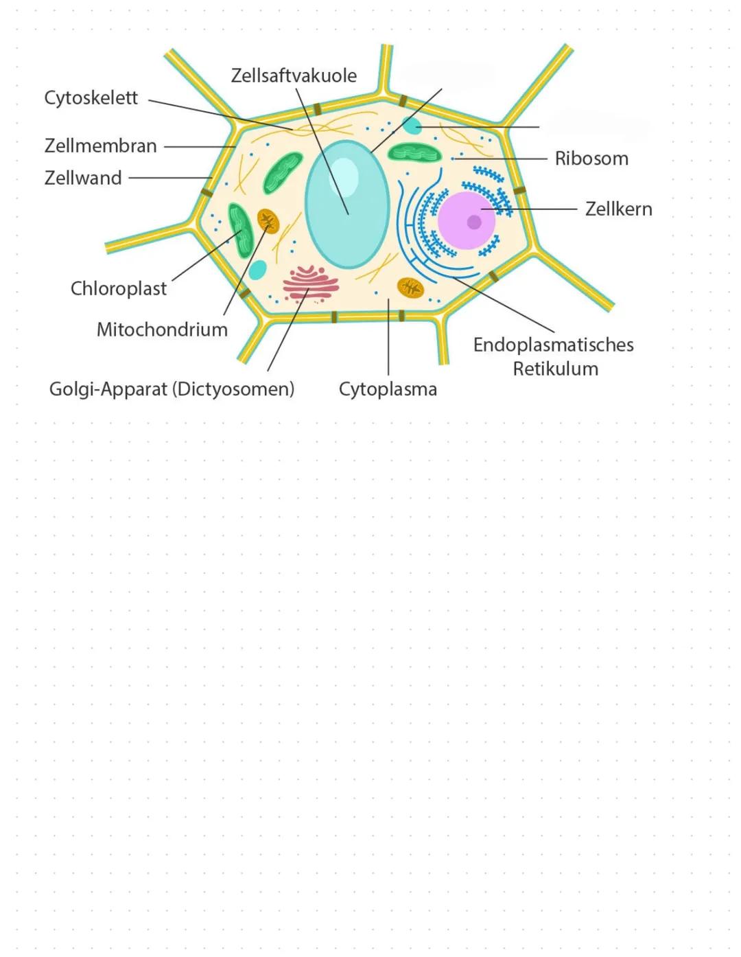 LERNZETTEL BIOLOGIE
Unterschied Tier - und Pflanzenzellen
Gemeinsamkeiten
Unterschiede
• Zellen gehen durch Teilungen aus
anderen hervor
• T