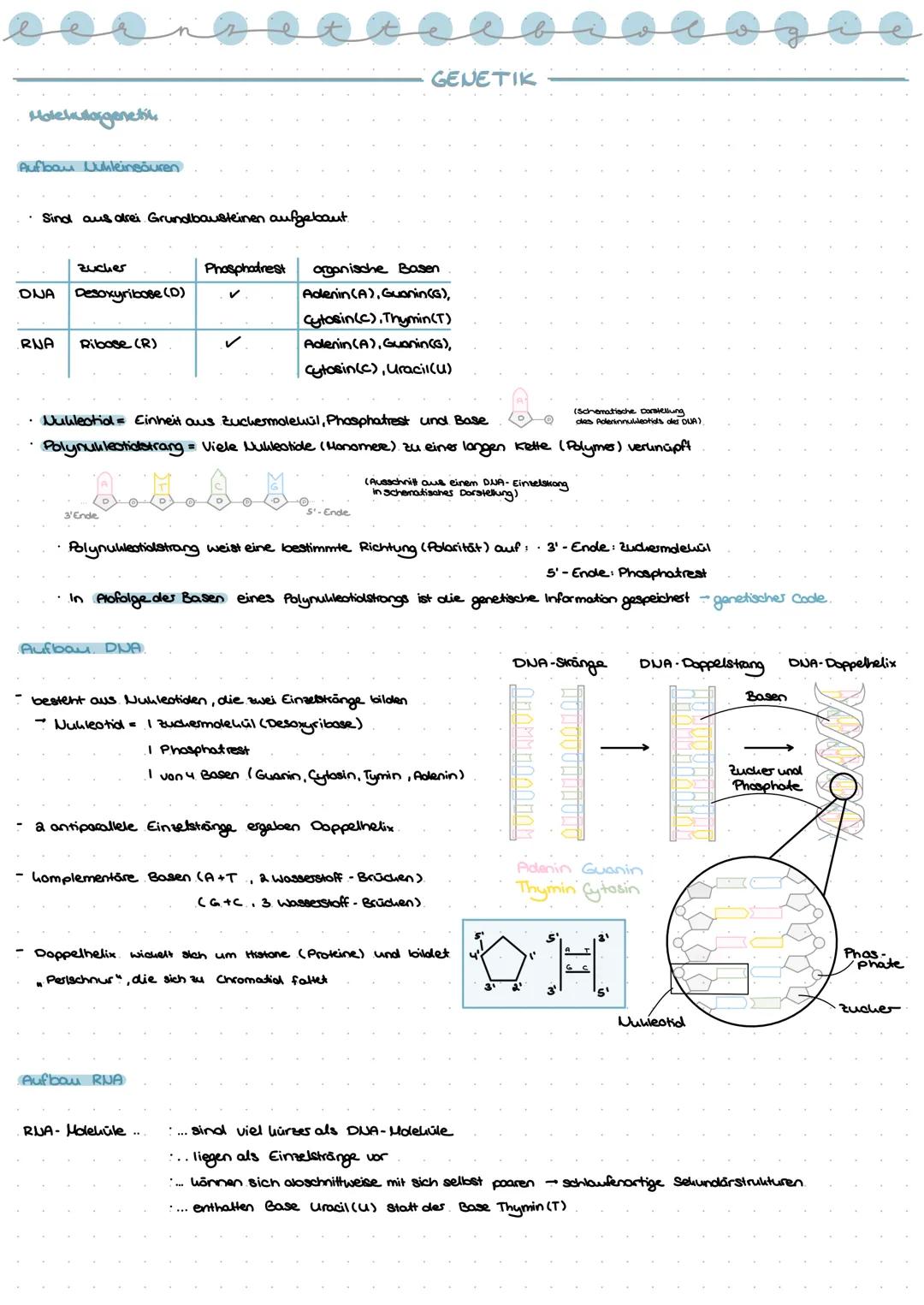 --- OCR Start ---
Molekullorgenetik
Aufbau Uukleinsuren
Sind aus drei Grundbausteinen aufgebaut.
GENETIK
zucher
Phosphatrest
organische Base