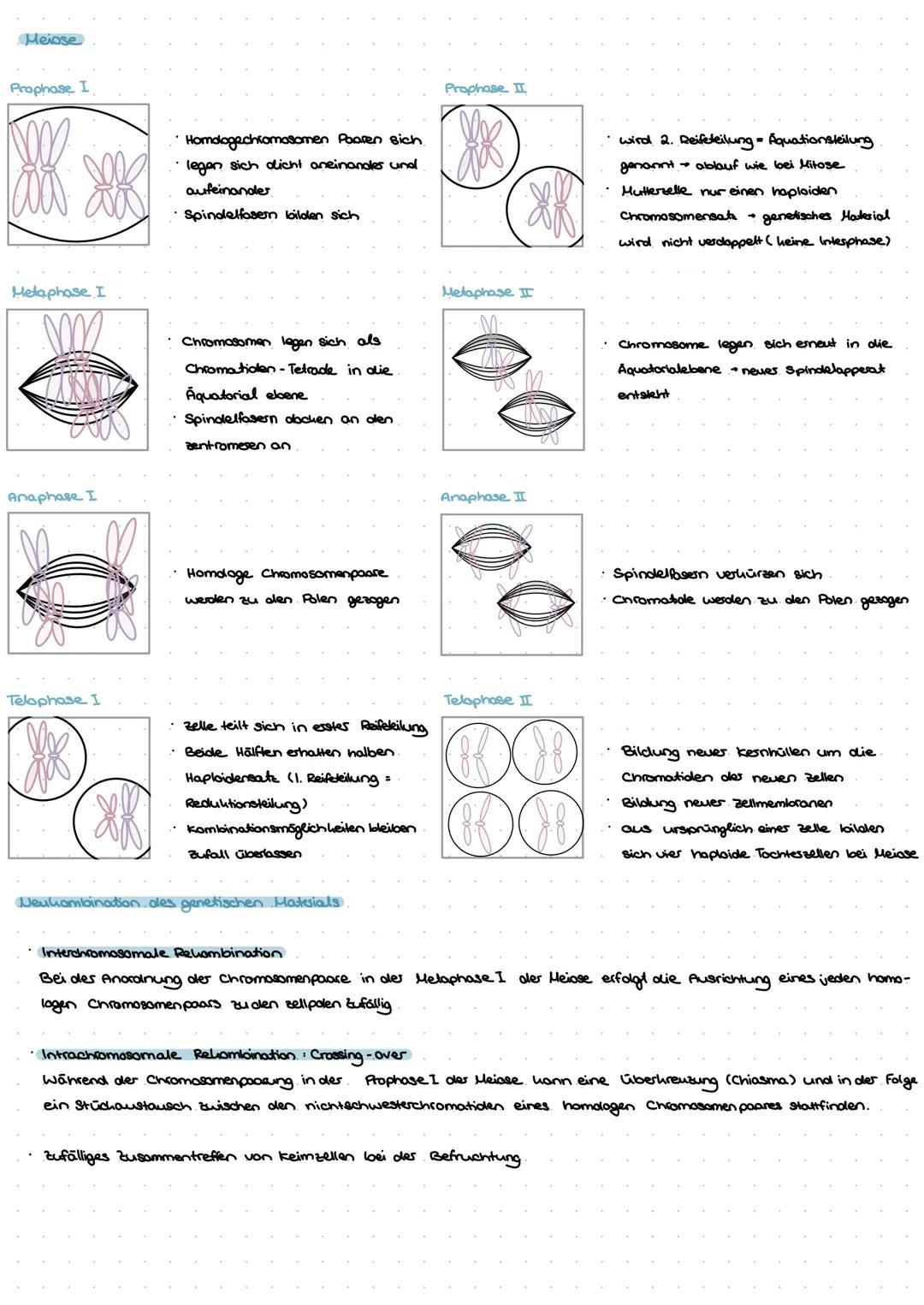 --- OCR Start ---
Molekullorgenetik
Aufbau Uukleinsuren
Sind aus drei Grundbausteinen aufgebaut.
GENETIK
zucher
Phosphatrest
organische Base