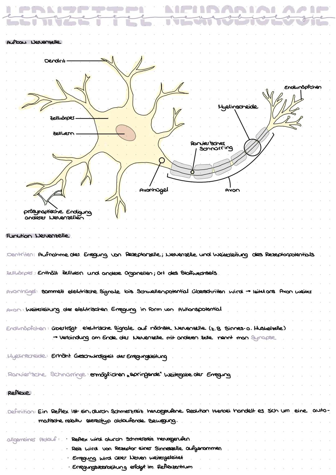 Aulbow Nervenzelle
Dendrit
Zellhörpes
Zellken
Endunöpfchen
Myelinscheide
Ranvier sches
Sonnarring
Axonhügel
Axon
prosynaptische Enligung
and