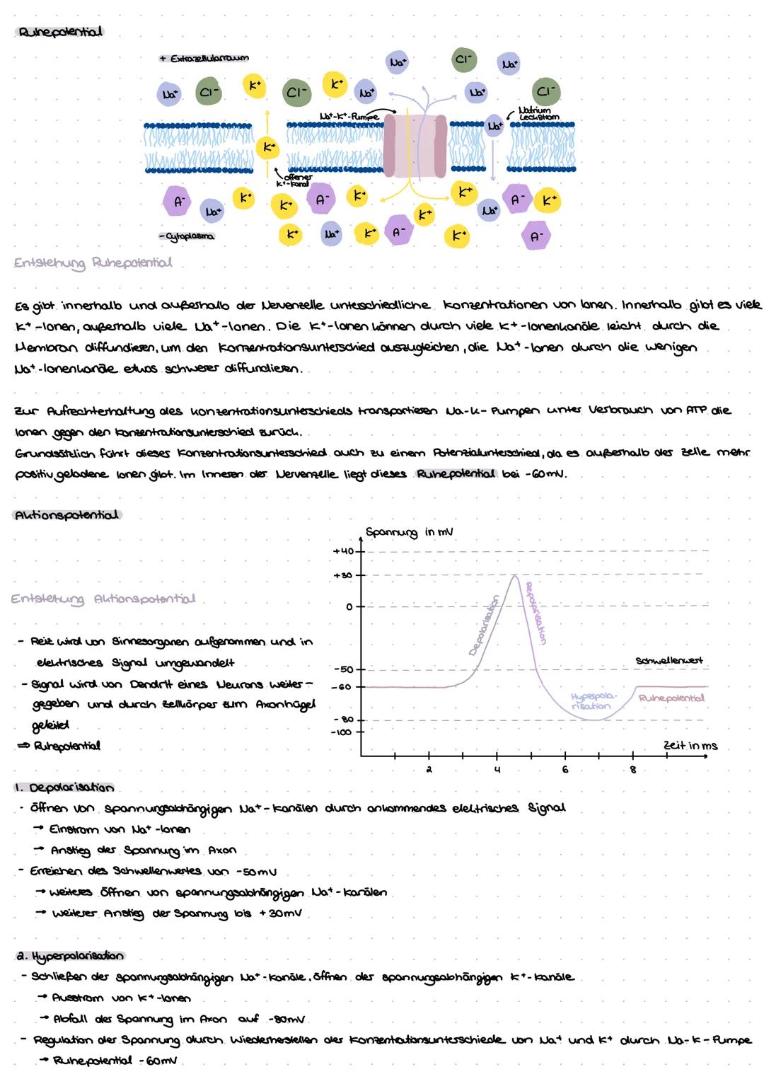 Aulbow Nervenzelle
Dendrit
Zellhörpes
Zellken
Endunöpfchen
Myelinscheide
Ranvier sches
Sonnarring
Axonhügel
Axon
prosynaptische Enligung
and
