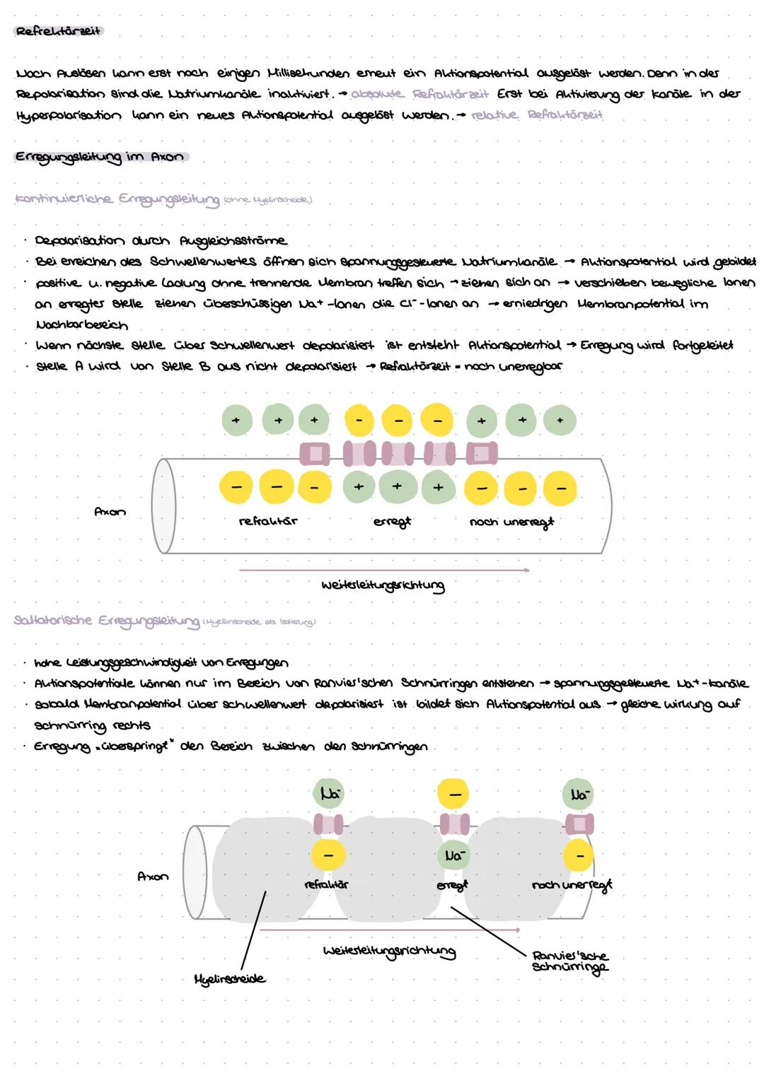 Aulbow Nervenzelle
Dendrit
Zellhörpes
Zellken
Endunöpfchen
Myelinscheide
Ranvier sches
Sonnarring
Axonhügel
Axon
prosynaptische Enligung
and