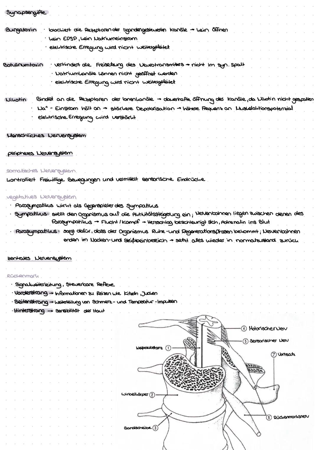 Aulbow Nervenzelle
Dendrit
Zellhörpes
Zellken
Endunöpfchen
Myelinscheide
Ranvier sches
Sonnarring
Axonhügel
Axon
prosynaptische Enligung
and
