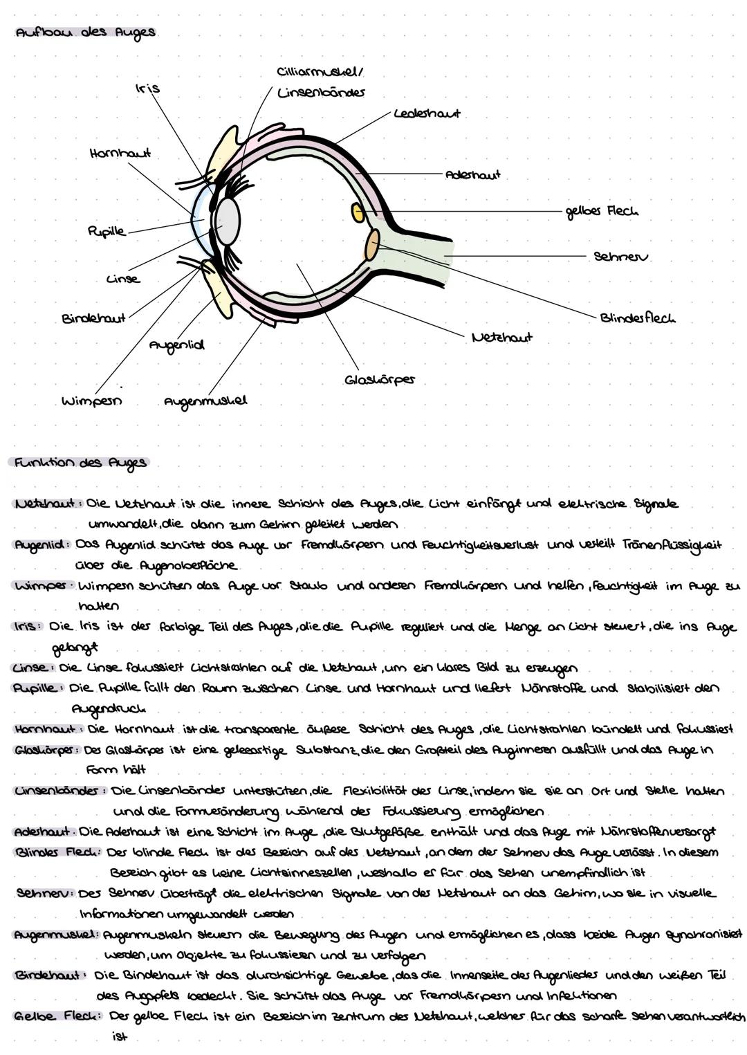 Aulbow Nervenzelle
Dendrit
Zellhörpes
Zellken
Endunöpfchen
Myelinscheide
Ranvier sches
Sonnarring
Axonhügel
Axon
prosynaptische Enligung
and