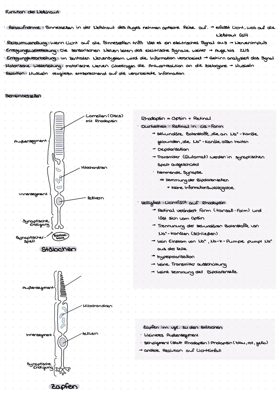 Aulbow Nervenzelle
Dendrit
Zellhörpes
Zellken
Endunöpfchen
Myelinscheide
Ranvier sches
Sonnarring
Axonhügel
Axon
prosynaptische Enligung
and