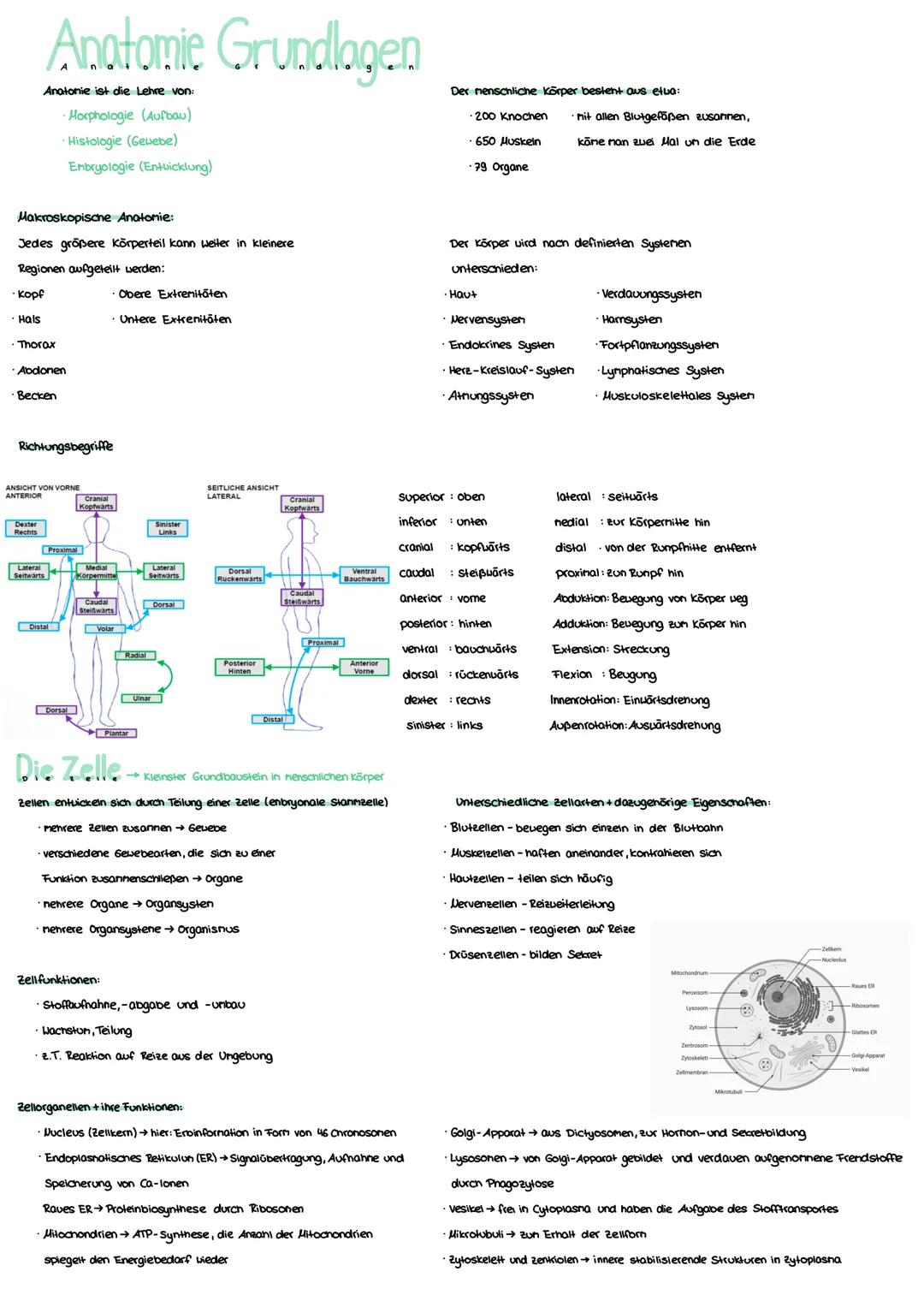 Anatomie Grundlagen
Anatonie ist die Lehre von:
Morphologie (Aufbau)
Histologie (Gevebe)
Enbryologie (Entwicklung)
Makroskopisane Anatomie: