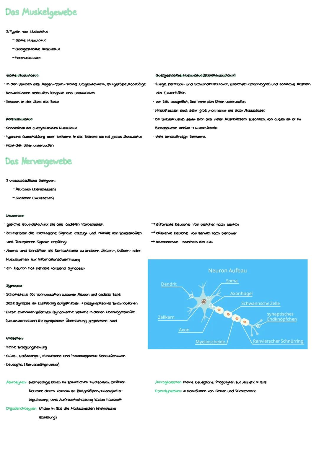 Anatomie Grundlagen
Anatonie ist die Lehre von:
Morphologie (Aufbau)
Histologie (Gevebe)
Enbryologie (Entwicklung)
Makroskopisane Anatomie: