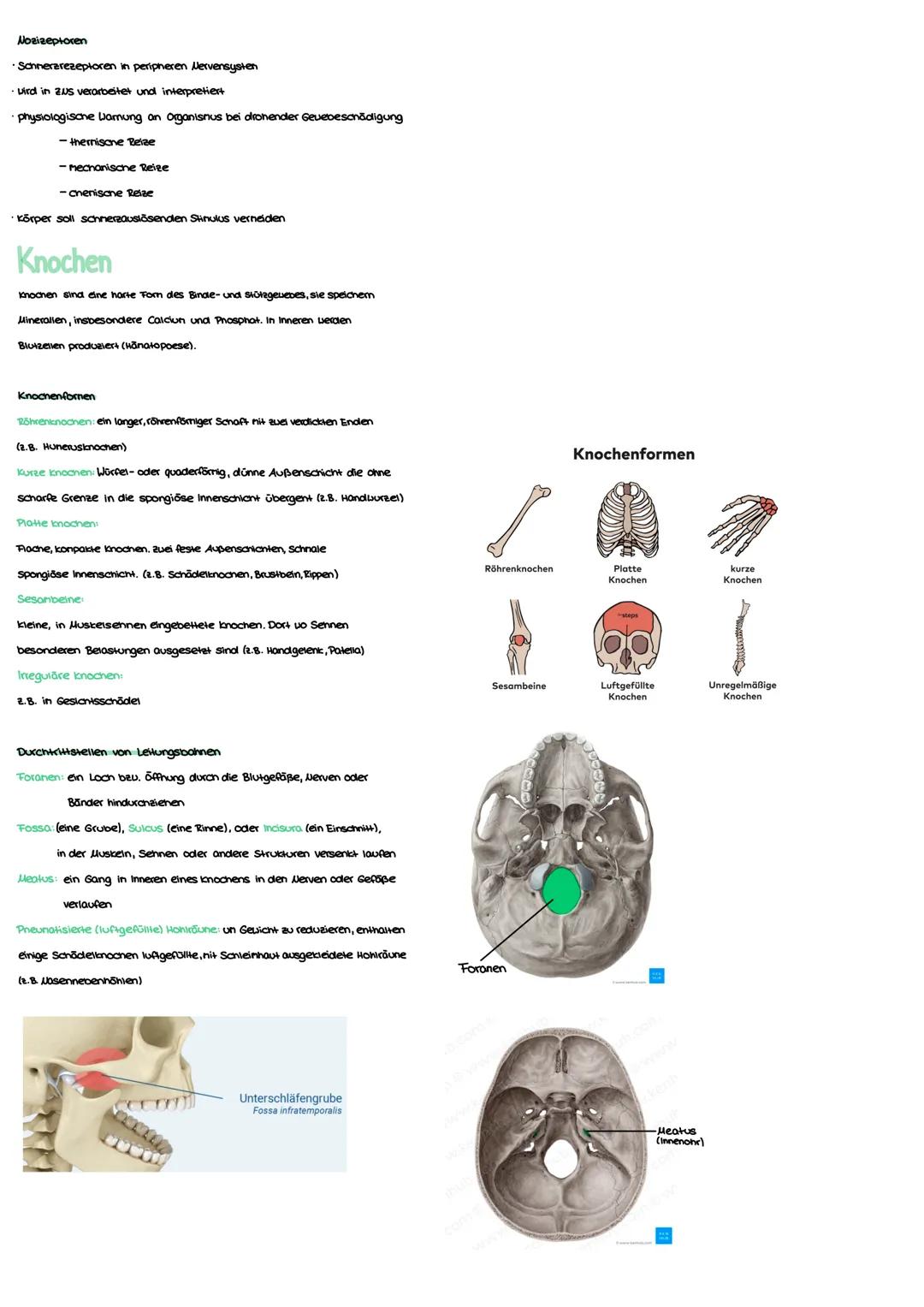 Anatomie Grundlagen
Anatonie ist die Lehre von:
Morphologie (Aufbau)
Histologie (Gevebe)
Enbryologie (Entwicklung)
Makroskopisane Anatomie: