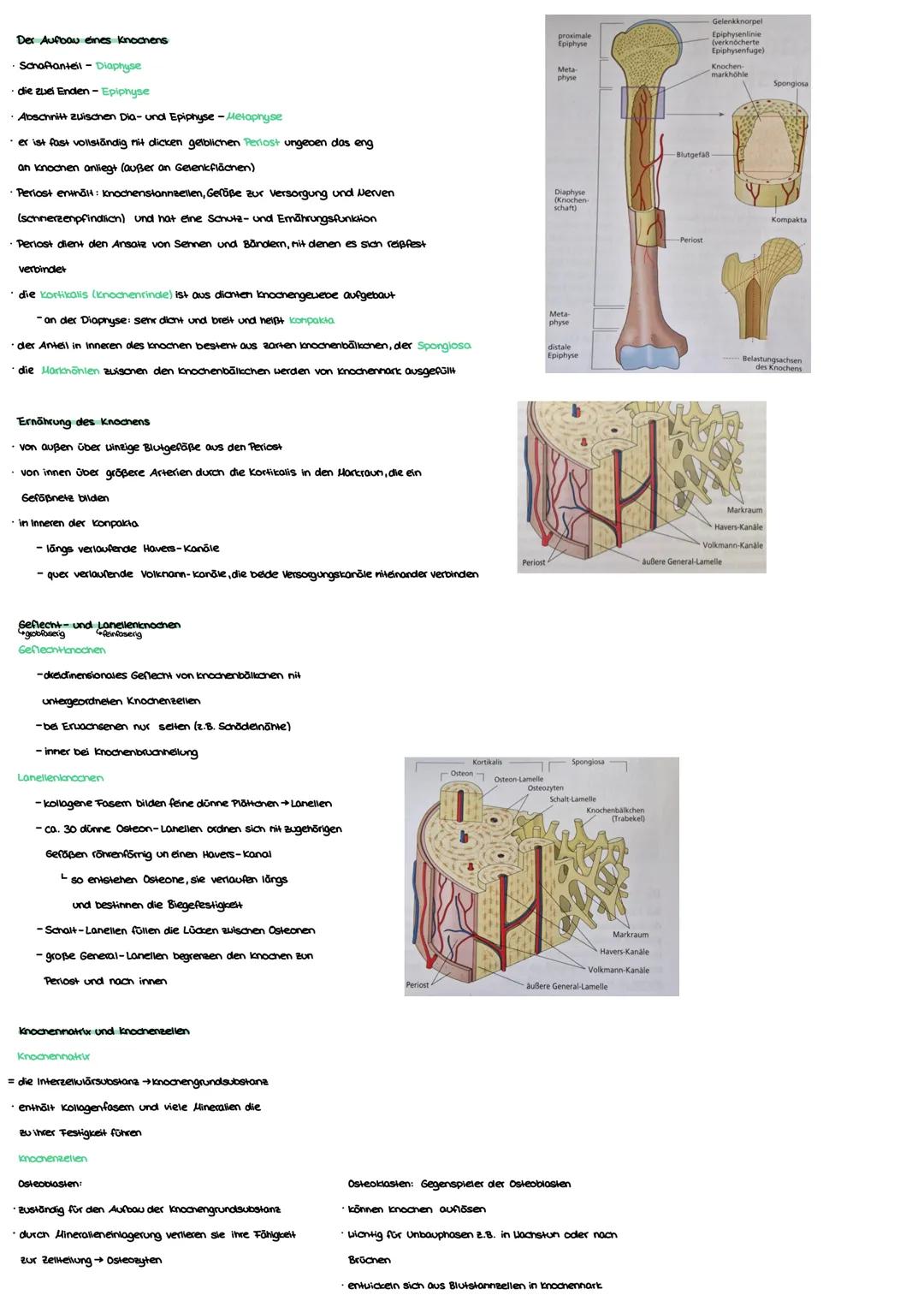 Anatomie Grundlagen
Anatonie ist die Lehre von:
Morphologie (Aufbau)
Histologie (Gevebe)
Enbryologie (Entwicklung)
Makroskopisane Anatomie: