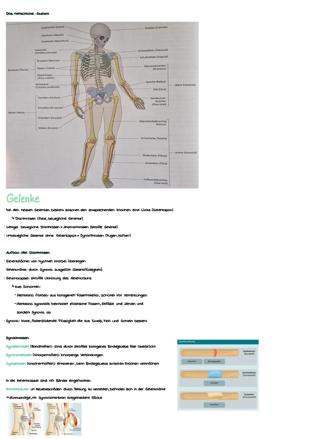 Anatomie Grundlagen
Anatonie ist die Lehre von:
Morphologie (Aufbau)
Histologie (Gevebe)
Enbryologie (Entwicklung)
Makroskopisane Anatomie: