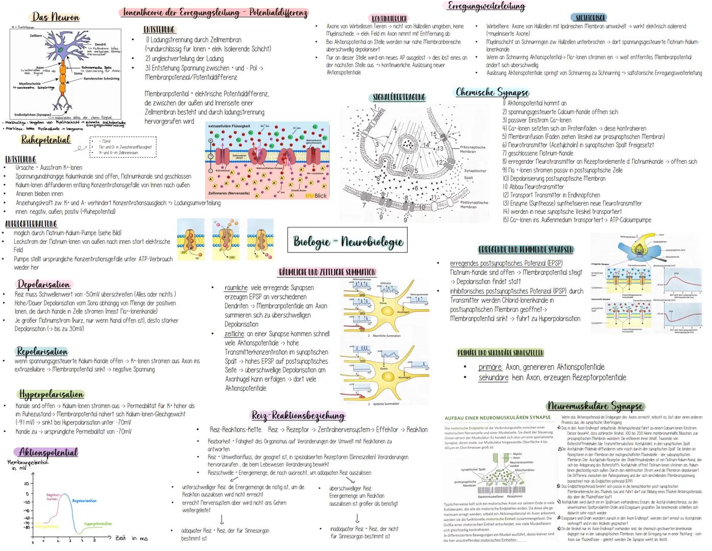 Das Neuron
Zellkern
Myelinscheide
Ranviersche Schnürringe
Schnürring
Endknöpfchen (Synapse) -storische kies de cham Signal
markhaltige Umgeb