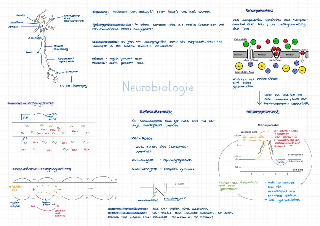 Neurobiologie Lernzettel Q1