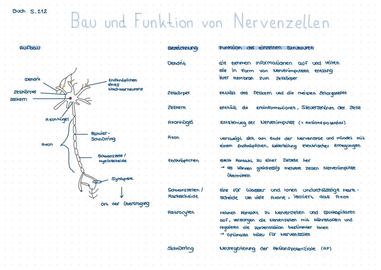 # Spannung:
Differenz von Ladungen (hier Ionen) von zwei Kammern
# Gleichgewichtspotenzial:
in beiden Kammern sind die Kräfte (osmotisch
