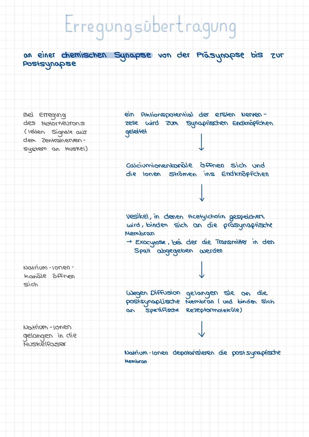 # Spannung:
Differenz von Ladungen (hier Ionen) von zwei Kammern
# Gleichgewichtspotenzial:
in beiden Kammern sind die Kräfte (osmotisch