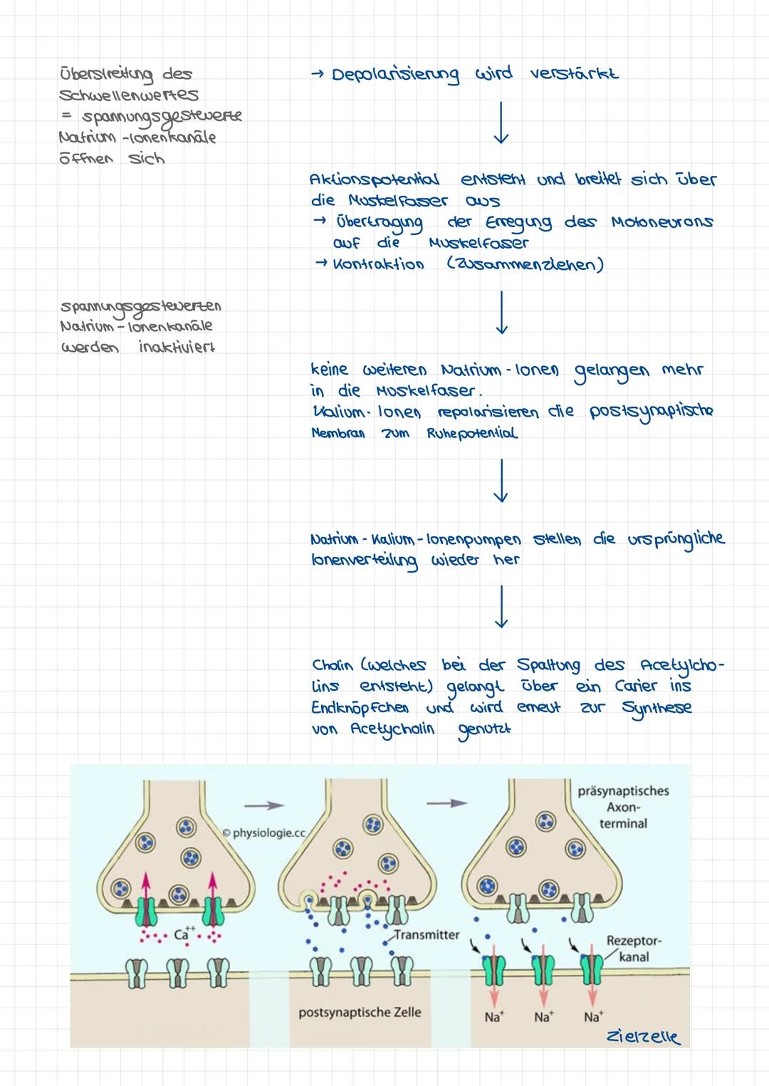 # Spannung:
Differenz von Ladungen (hier Ionen) von zwei Kammern
# Gleichgewichtspotenzial:
in beiden Kammern sind die Kräfte (osmotisch