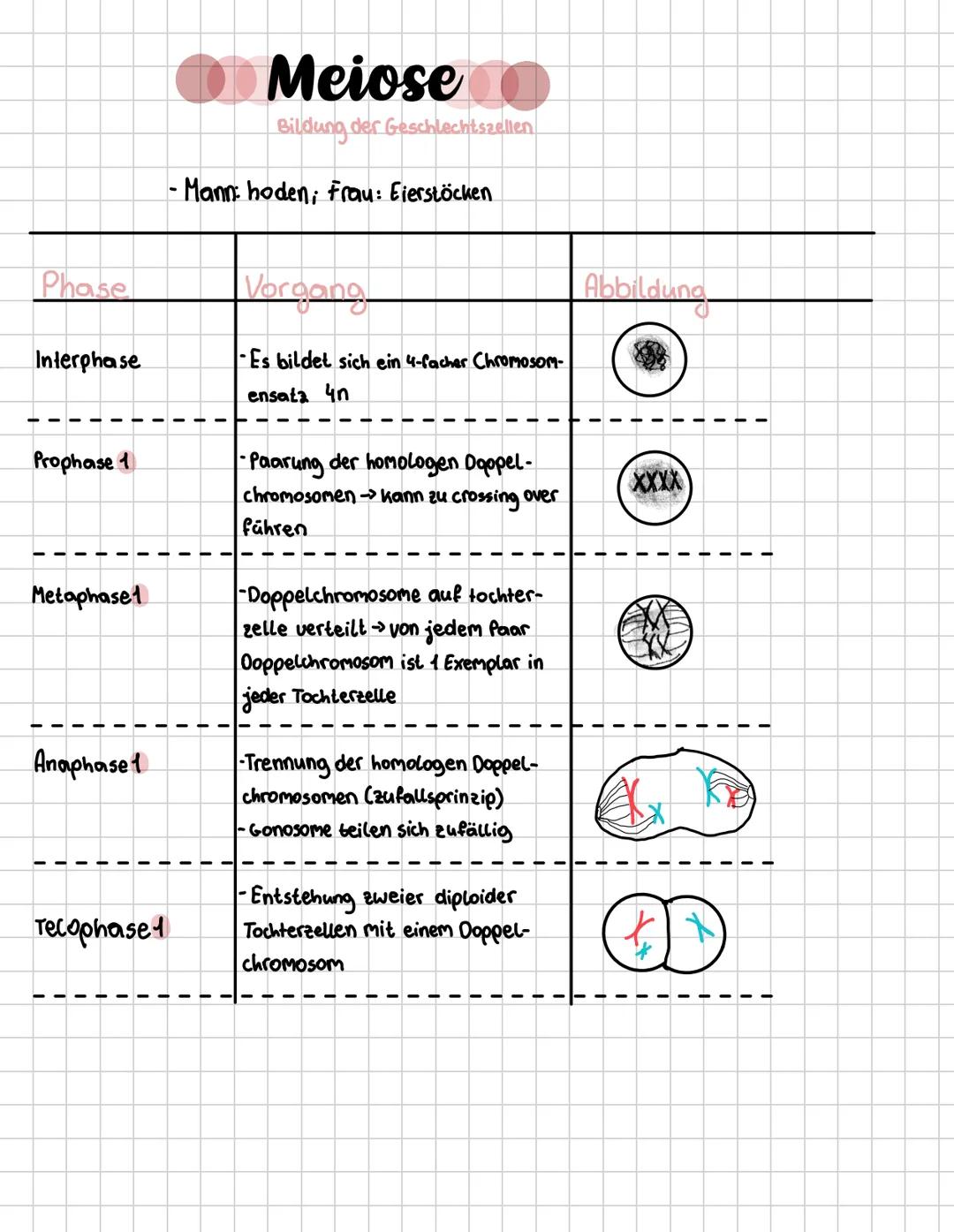 --- OCR Start ---
Mitose
Zellteilung
-findet in allen lebenden Organismen statt
-wichtig für die Erneuerung, Reparatur & den Wachstum von Ge
