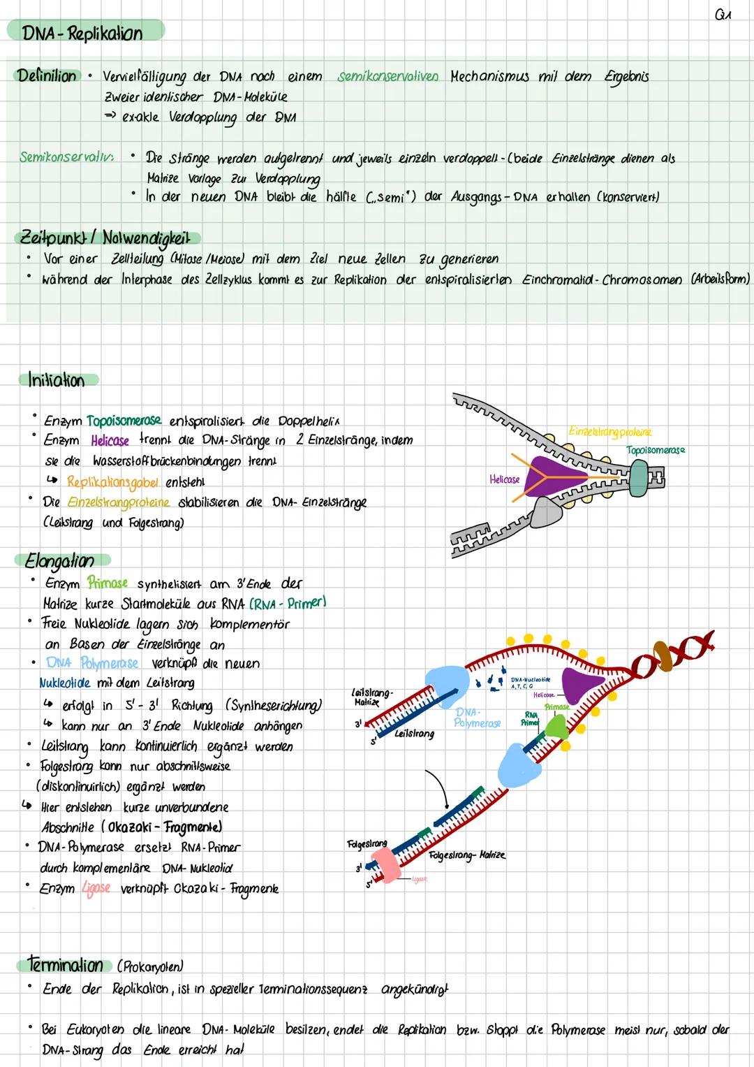 Aufbau DNA
Definition DNA
Desoxyribonukleinsäure
Ein Makromolekül, das in Form einer Doppelhelix aufgebaut ist und die Gene enthält, die den