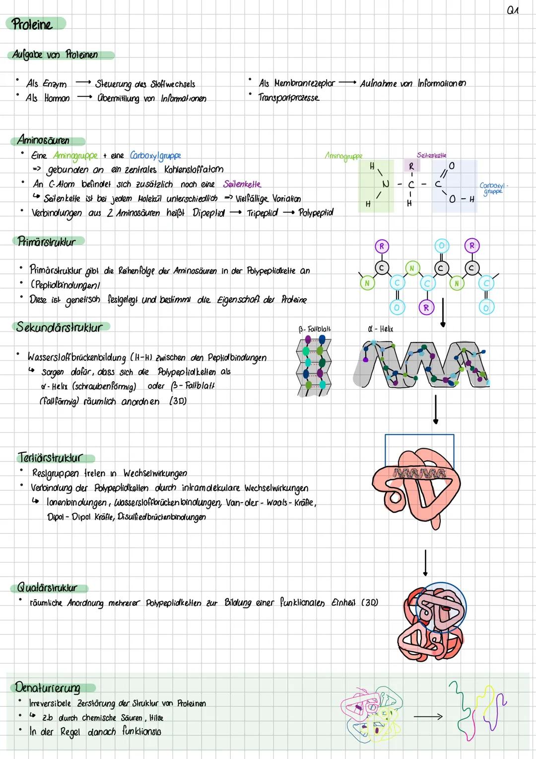 Aufbau DNA
Definition DNA
Desoxyribonukleinsäure
Ein Makromolekül, das in Form einer Doppelhelix aufgebaut ist und die Gene enthält, die den