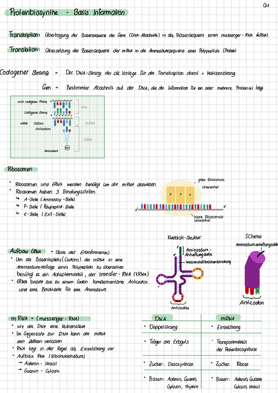 Aufbau DNA
Definition DNA
Desoxyribonukleinsäure
Ein Makromolekül, das in Form einer Doppelhelix aufgebaut ist und die Gene enthält, die den