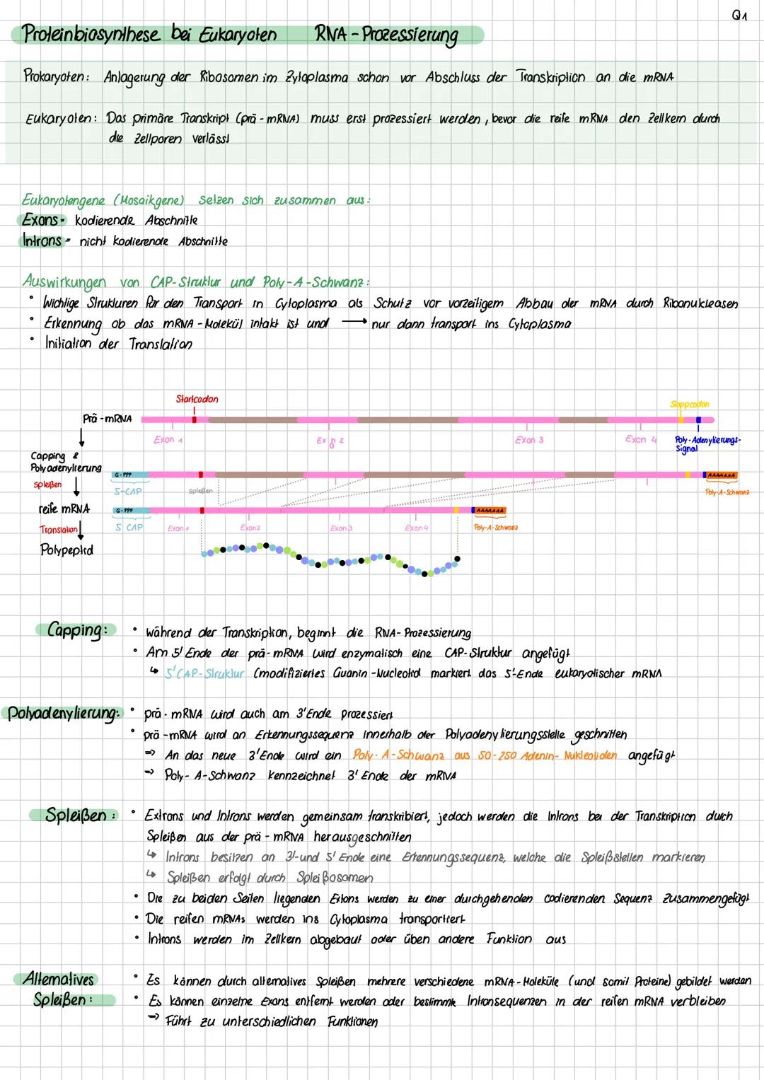 Aufbau DNA
Definition DNA
Desoxyribonukleinsäure
Ein Makromolekül, das in Form einer Doppelhelix aufgebaut ist und die Gene enthält, die den