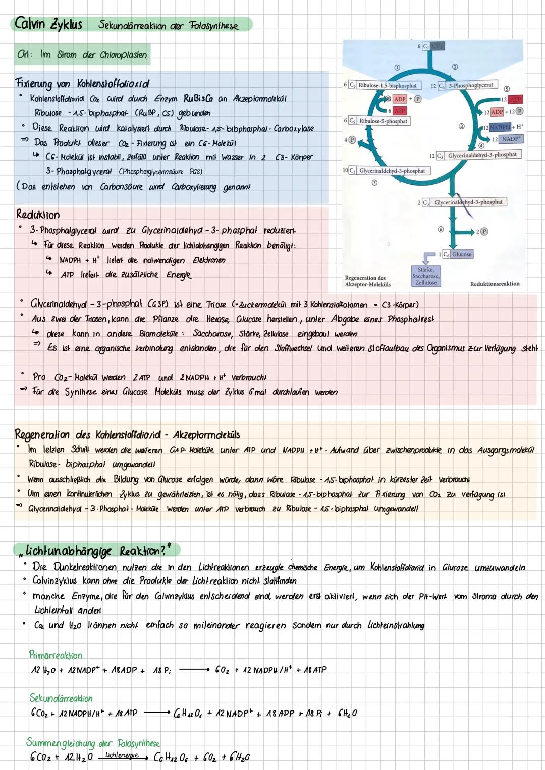 Aufbau eines mesophyten Blalts:
kutikula
O'bere Epidermis
Palisaden gewebe
Schwammgewebe
Spaltöffnung
Untere Epidermes
Leitbündel
Struktur
w