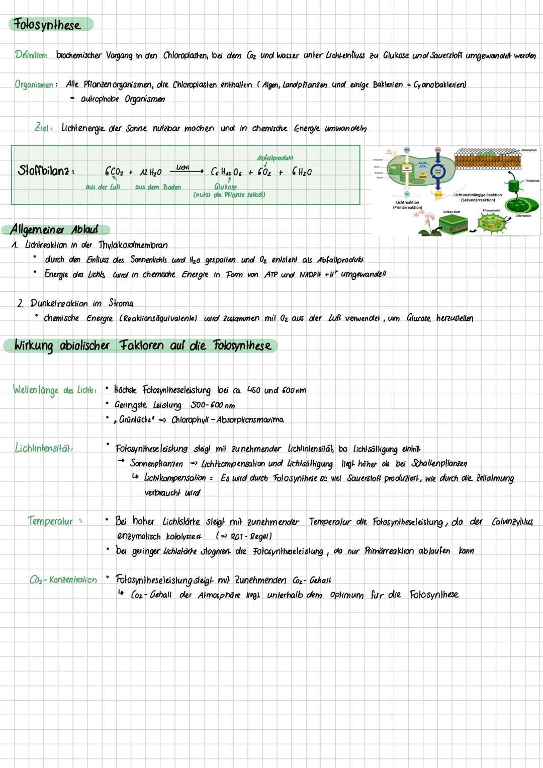 Aufbau eines mesophyten Blalts:
kutikula
O'bere Epidermis
Palisaden gewebe
Schwammgewebe
Spaltöffnung
Untere Epidermes
Leitbündel
Struktur
w