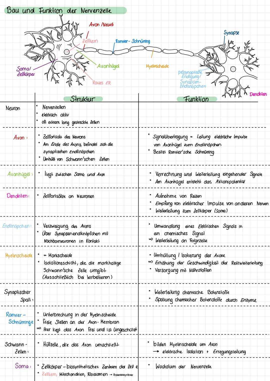 # Nervensysteme
**Definition:**
Nervensystem ist die Kommunikationszentrale unseres Körpers und ist verantwortlich für die Aufnahme und We