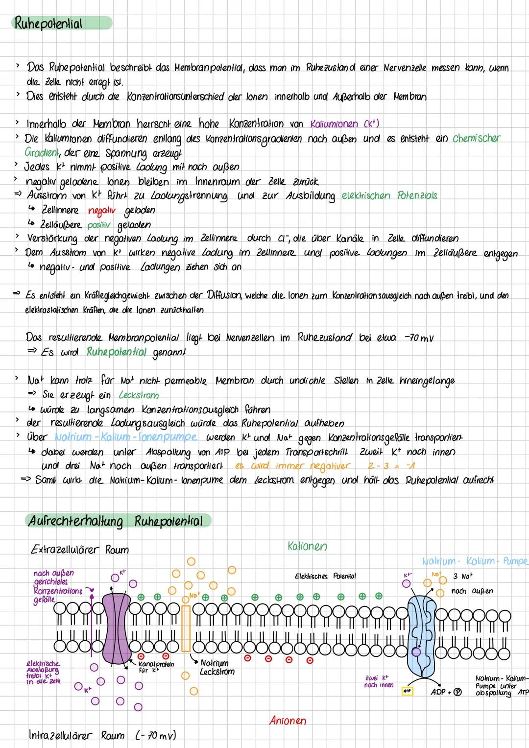 Ruhepotential
> Das Ruhepotential beschreibt das Membranpotential, dass man im Ruhezustand einer Nervenzelle messen kann, wenn
die Zelle nic