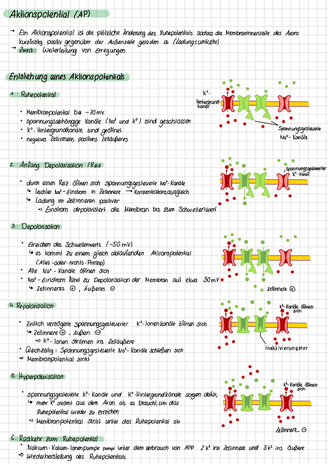 Ruhepotential
> Das Ruhepotential beschreibt das Membranpotential, dass man im Ruhezustand einer Nervenzelle messen kann, wenn
die Zelle nic