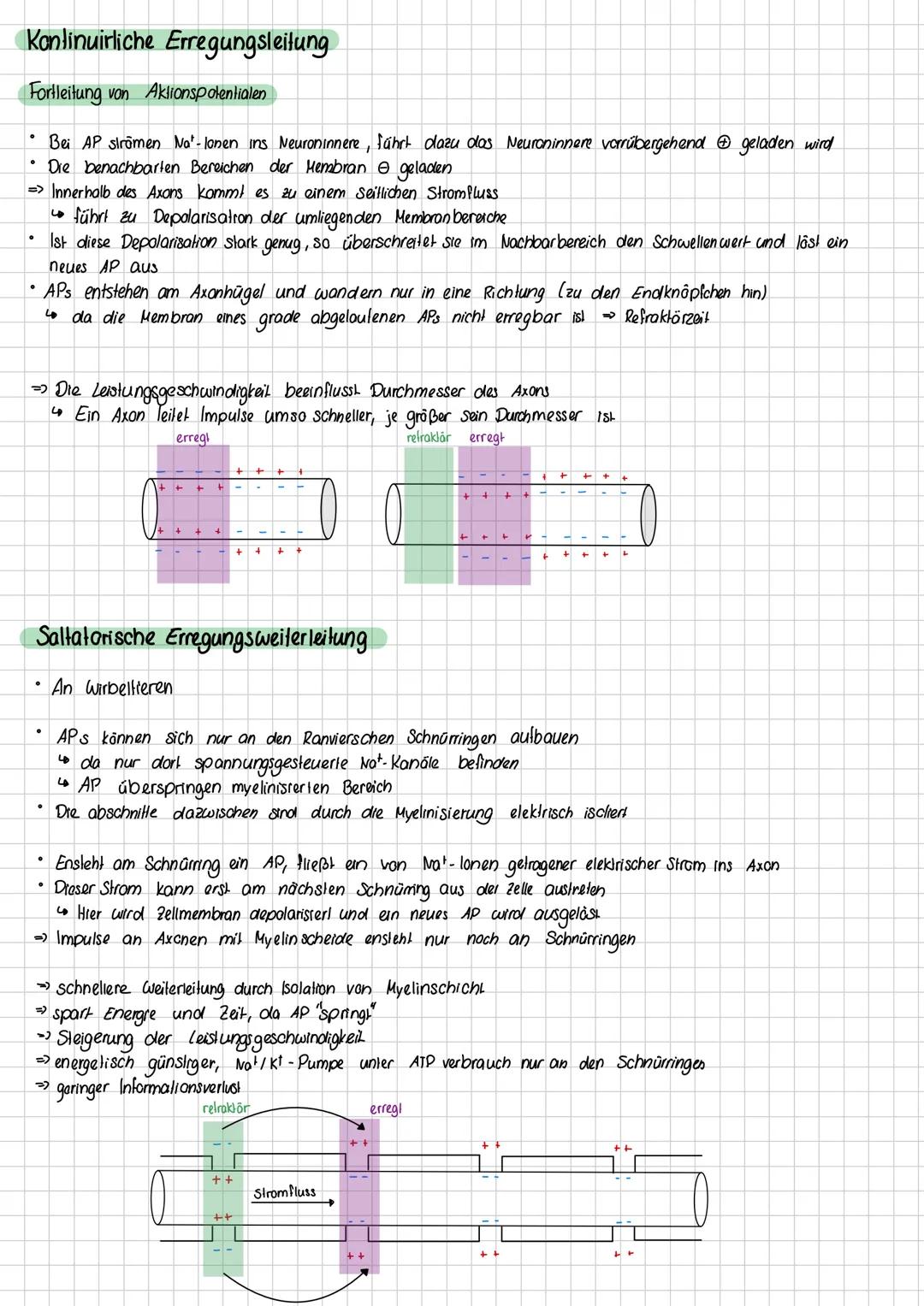 Ruhepotential
> Das Ruhepotential beschreibt das Membranpotential, dass man im Ruhezustand einer Nervenzelle messen kann, wenn
die Zelle nic