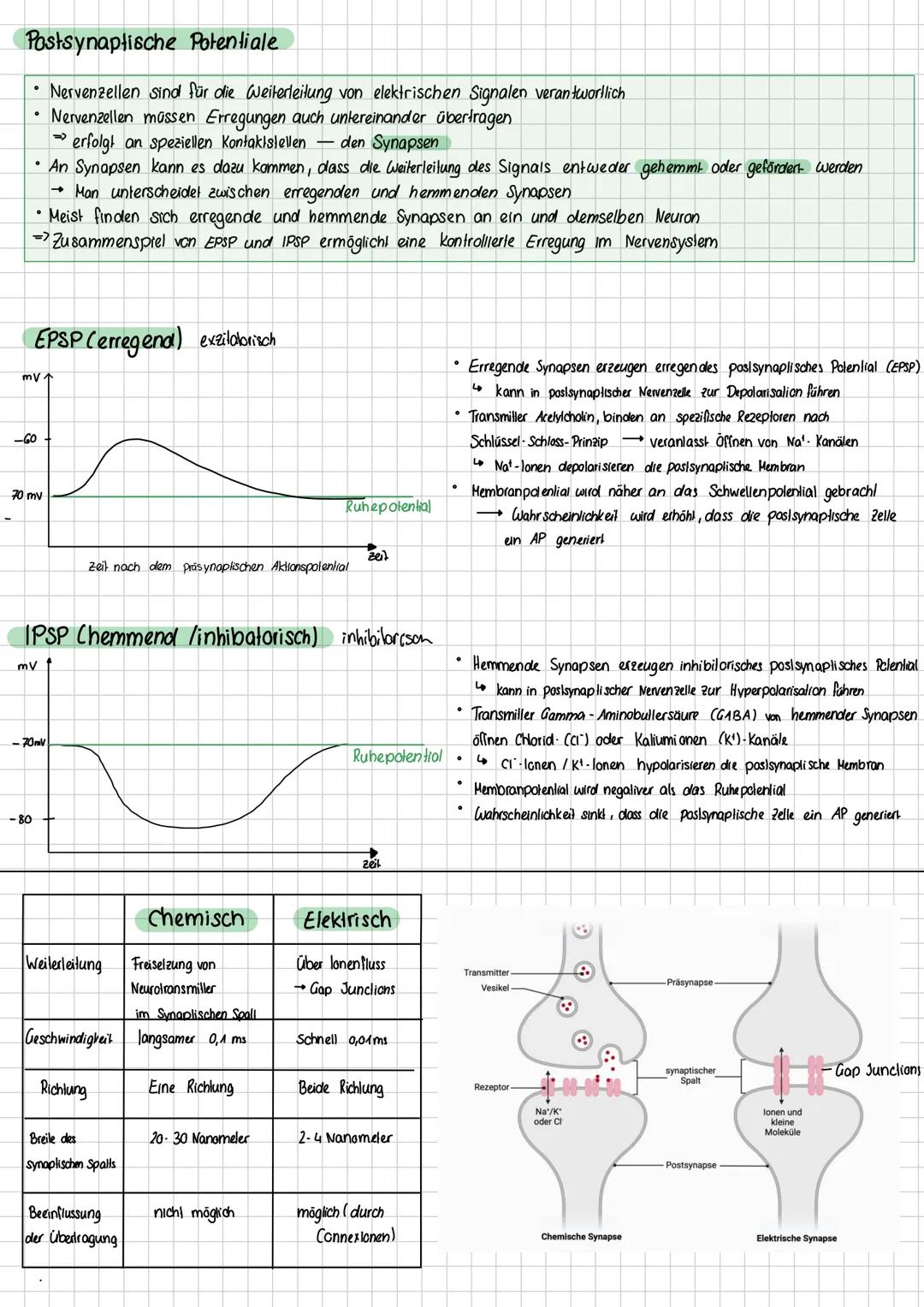 Ruhepotential
> Das Ruhepotential beschreibt das Membranpotential, dass man im Ruhezustand einer Nervenzelle messen kann, wenn
die Zelle nic