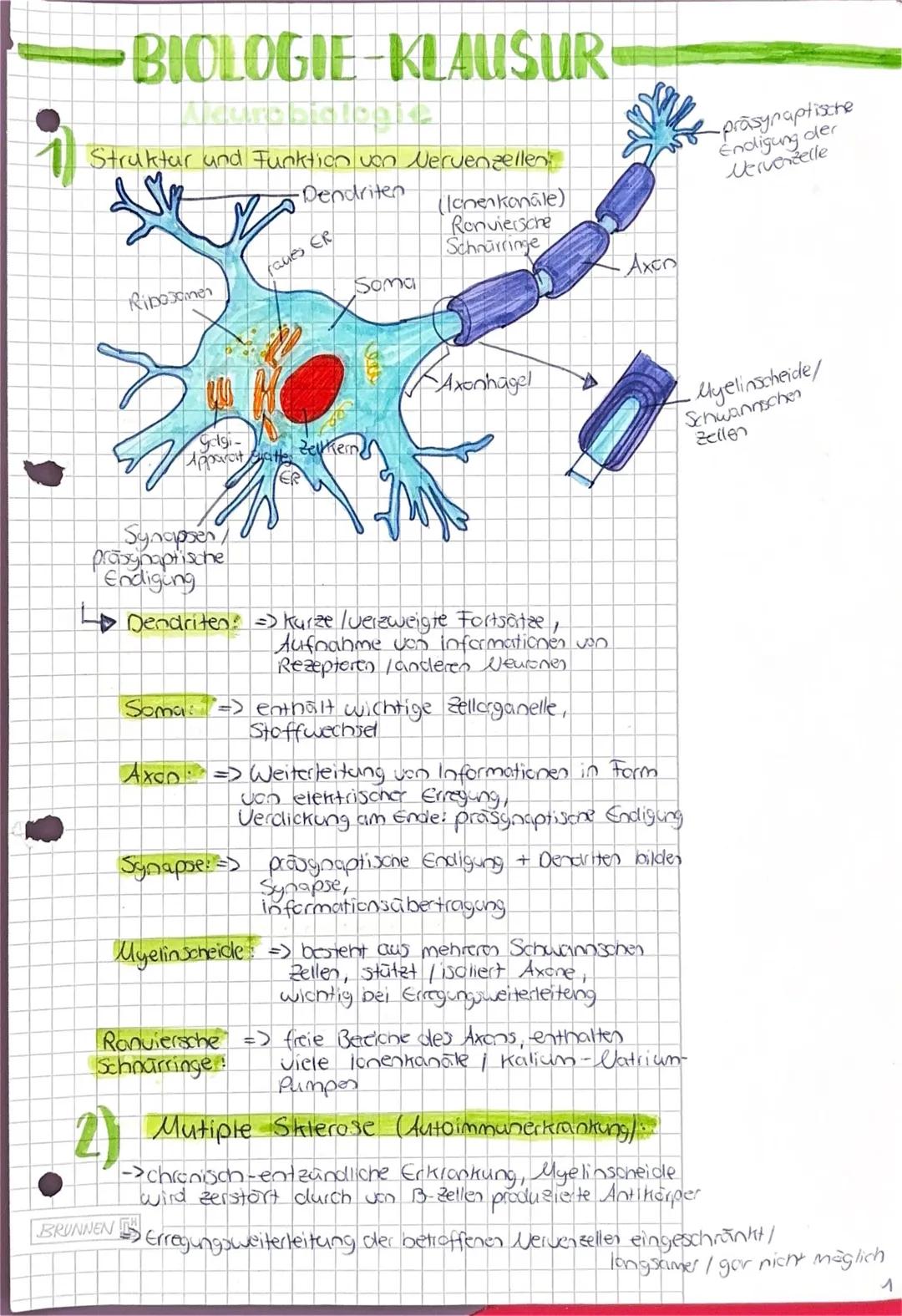 Neurobiologie Bio Lk Q1 / Q2