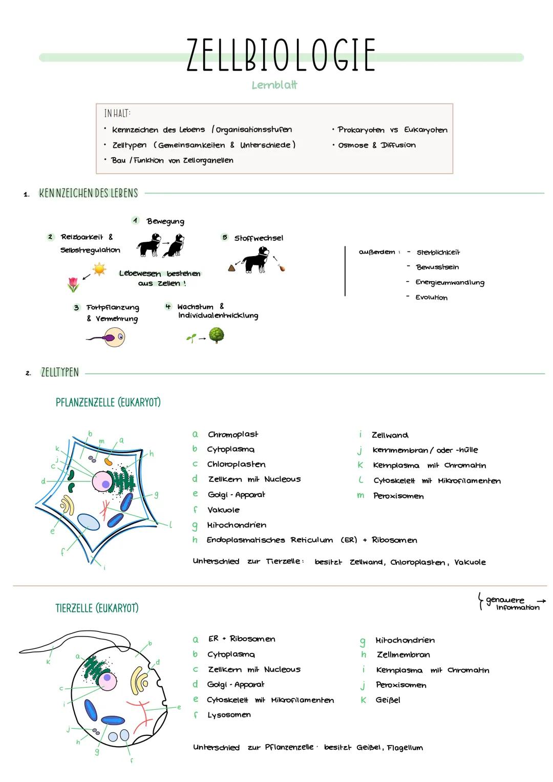 Grundlagen der Zellbiologie