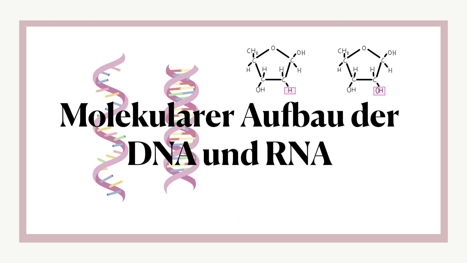 ## Molekularer Aufbau der DNA und RNA
$CH_2$
$\text{O}$ $\text{OH}$
$\text{C}$ $\text{C}$
$\text{H}$ $\text{H}$ $\text{H}$ $\text{H}$
$\t