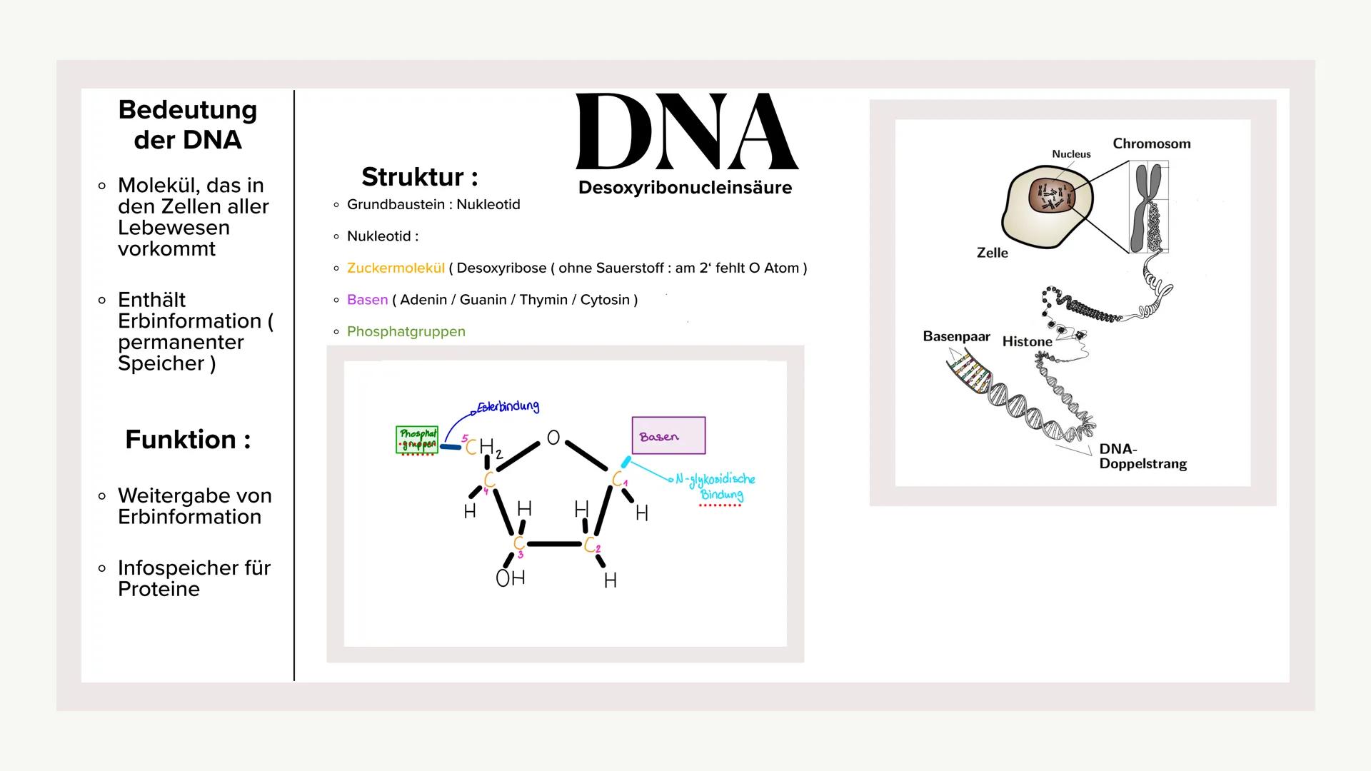 ## Molekularer Aufbau der DNA und RNA
$CH_2$
$\text{O}$ $\text{OH}$
$\text{C}$ $\text{C}$
$\text{H}$ $\text{H}$ $\text{H}$ $\text{H}$
$\t